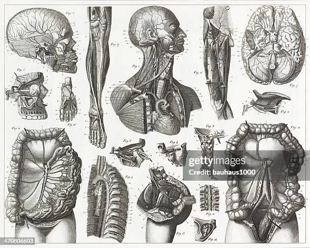 ilustraciones, imágenes clip art, dibujos animados e iconos de stock de sistema cardiovascular de grabado - músculo-humano