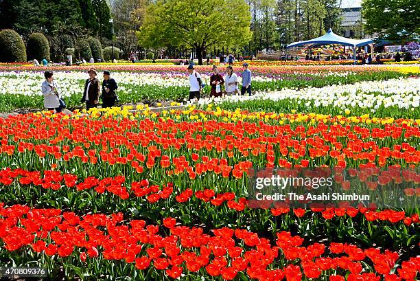 17 Tonami Tulip Fair Stock Photos, High-Res Pictures, and Images ...