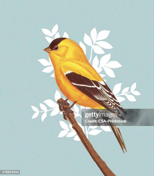 yellow finch - canary bird stock illustrations