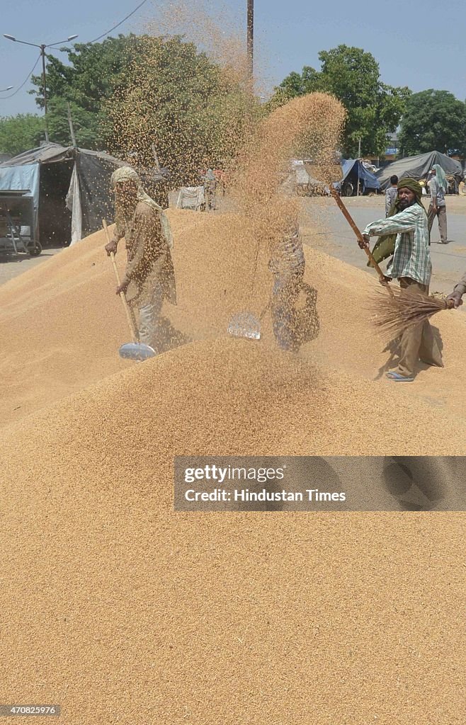 Wheat Procurement At Bhagtanwala Grain Market