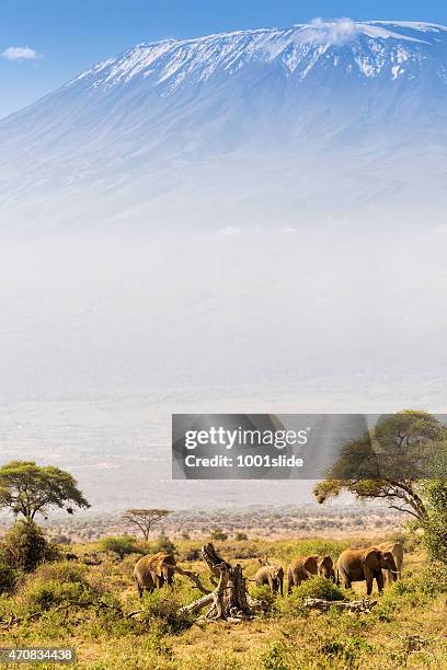elephant familiy and mount kilimanjaro with acacia - kenya safari stock pictures, royalty-free photos & images