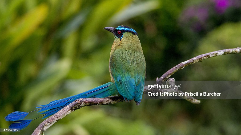 Momotus aequatorialis (Andean motmot)