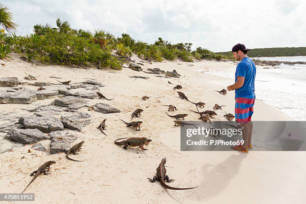 iguanas on the beach - bahamas - exuma stock pictures, royalty-free photos & images