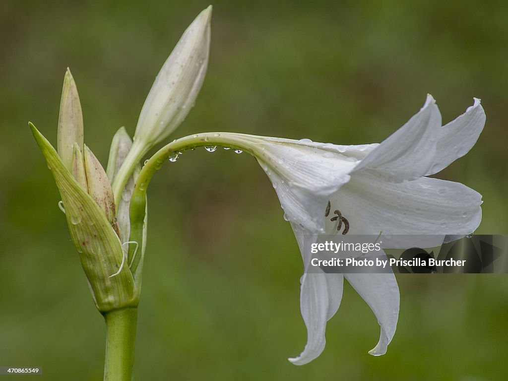 Hippeastrum argentinum (lily)