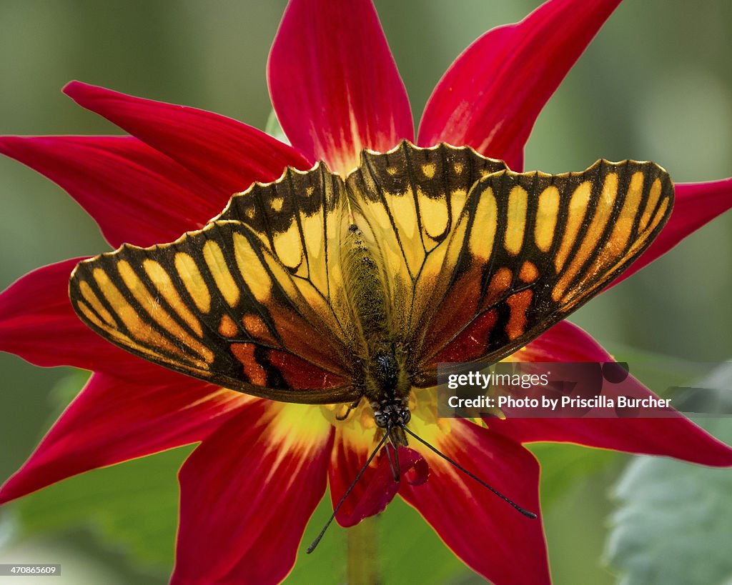 Dione glycera on Dahlia (Andean silverspot/Maripos