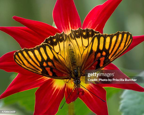 dione glycera on dahlia (andean silverspot/maripos - silverspot stock pictures, royalty-free photos & images