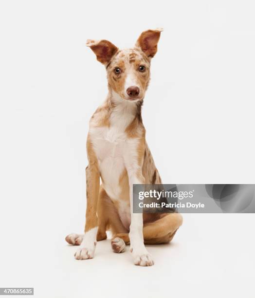 paying attention - dog portrait stock-fotos und bilder