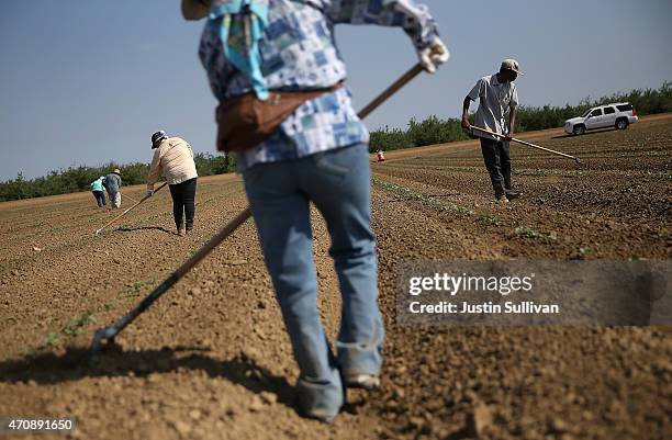 Firebaugh Cantaloupe Field Photos and Premium High Res Pictures - Getty Images