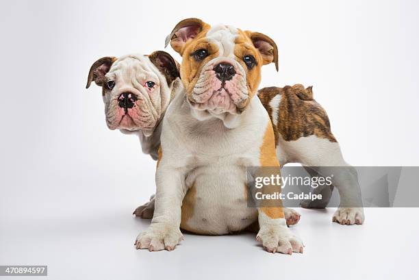 two english bulldog puppies - bulldog inglés fotografías e imágenes de stock