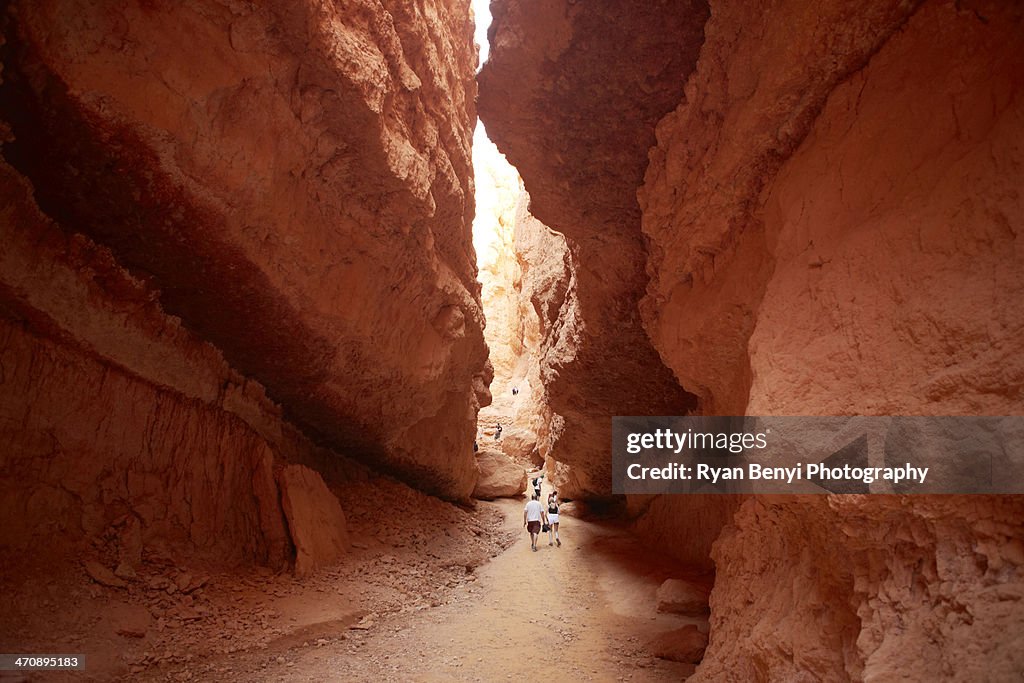 Navajo Loop at Wall Street section of the trail, Bryce Canyon National Park, Utah, USA