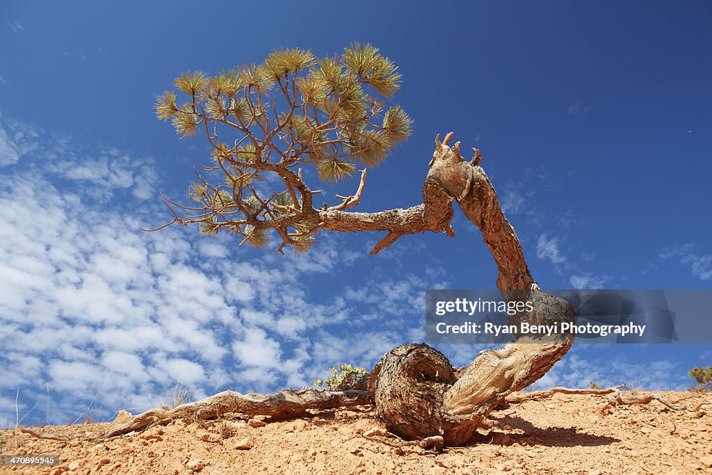 Twisted pine tree, Bryce Canyon National Park, Utah, USA