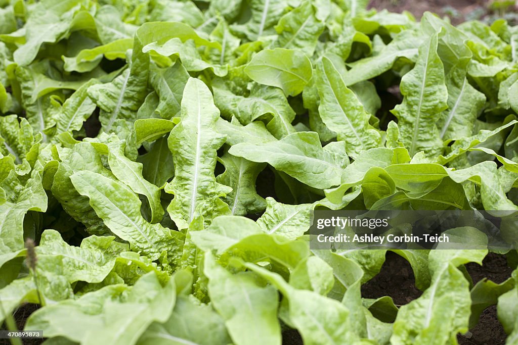 Crops growing on farm