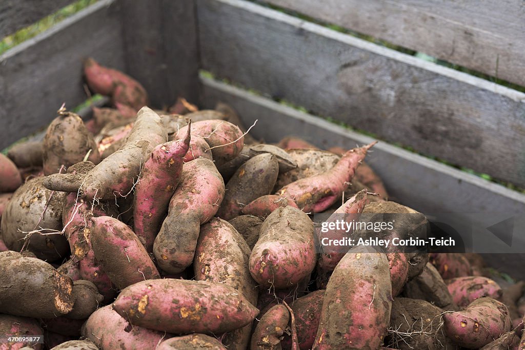 Tub of sweet potatoes
