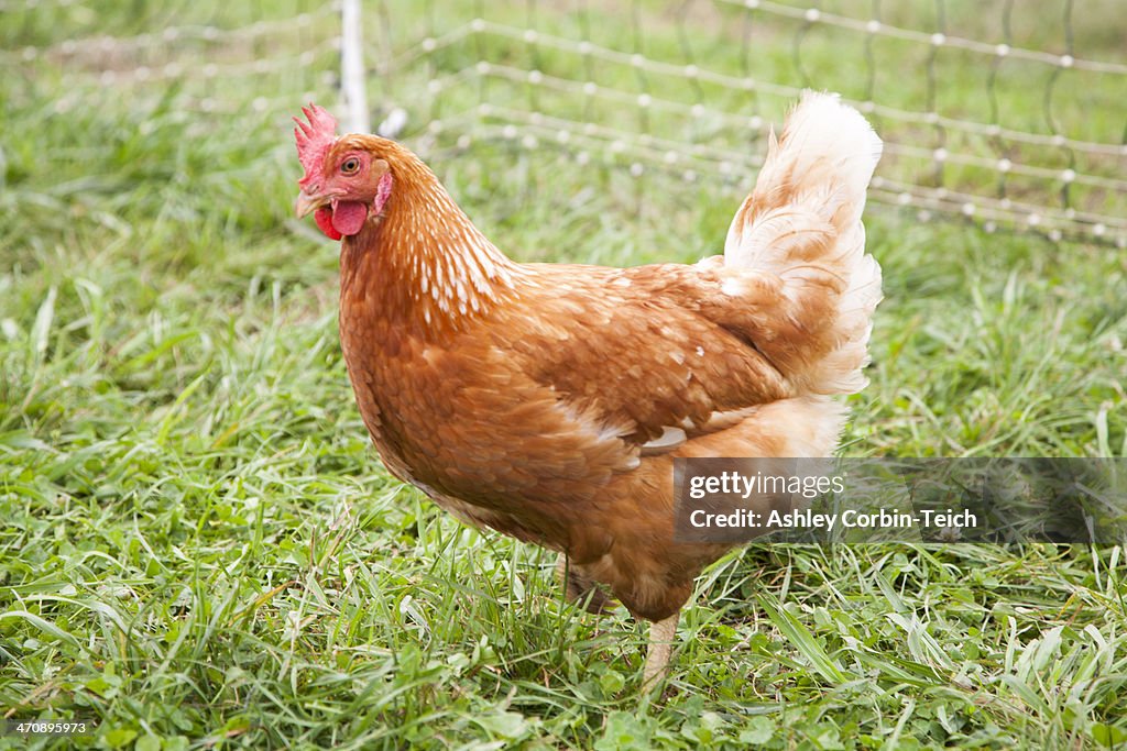 Hen on a farm