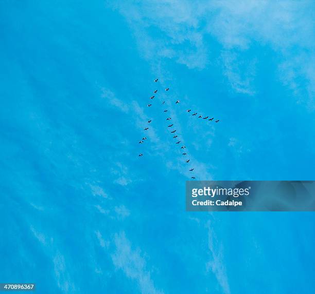 birds flying in arrow formation over blue sea - organisation for migration stock pictures, royalty-free photos & images