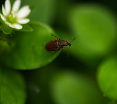 bug about to jump on green leaves