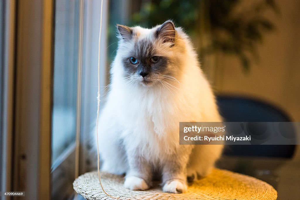 Sitting ragdoll