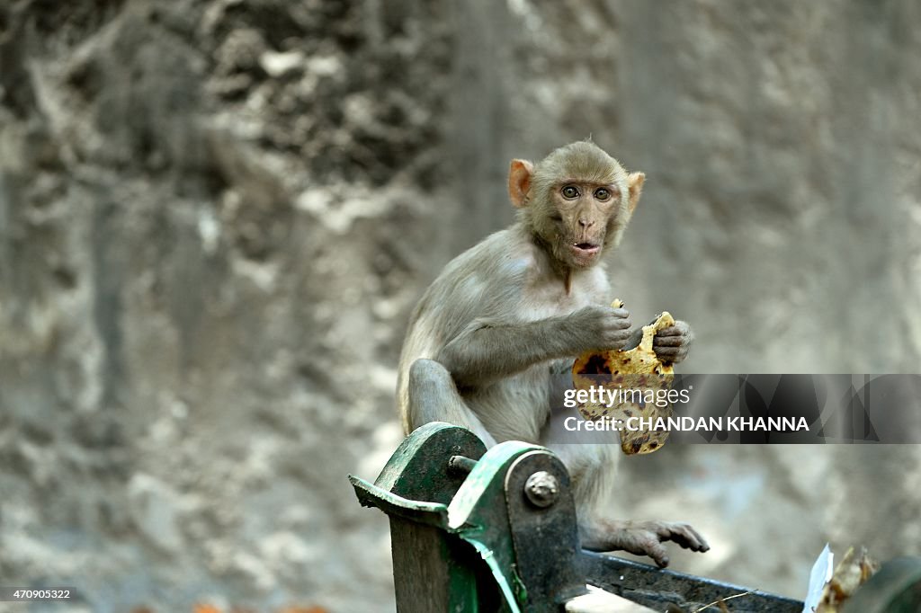 INDIA-ANIMAL-MONKEY