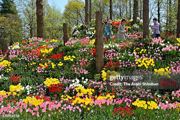 Tonami Tulip Fair Photos and Premium High Res Pictures - Getty Images