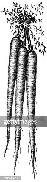 parsley - parsley bunch stock illustrations
