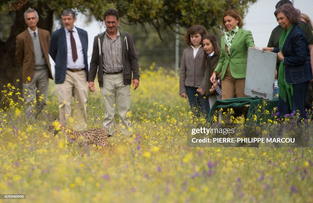 SPAIN-LYNX-COSPEDAL-SOFIA