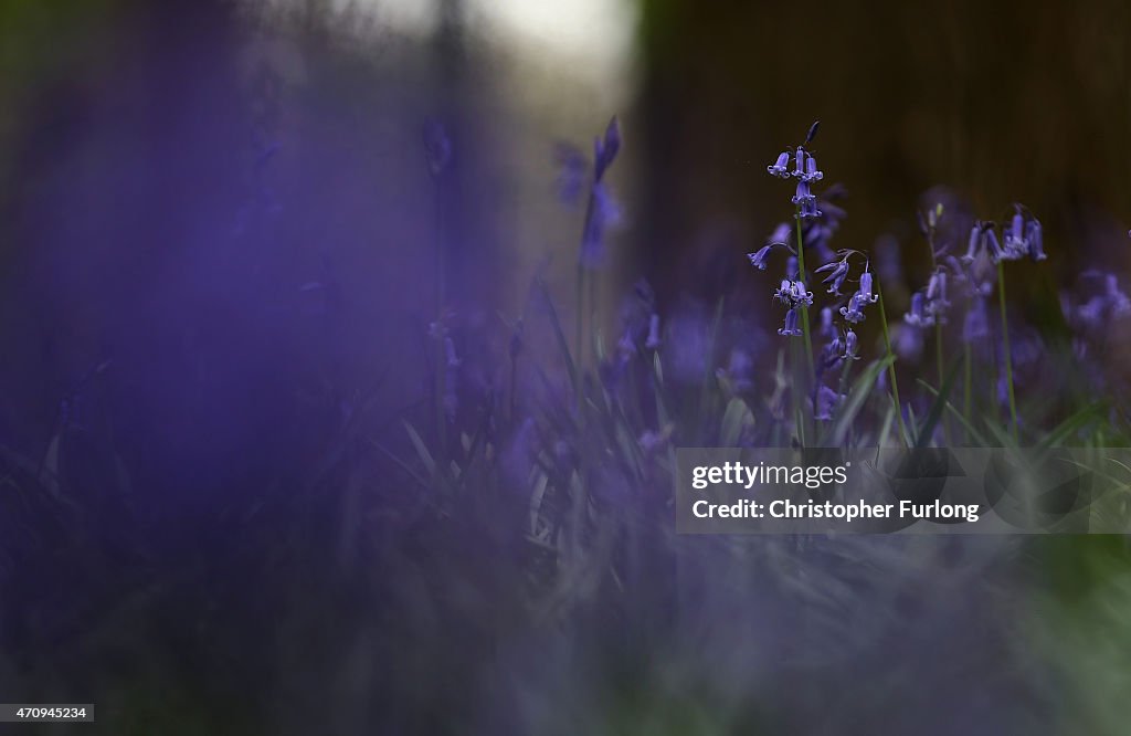 Bluebells Begin To Bloom In The North Of England