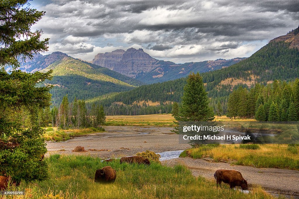 Yellowstone Bison