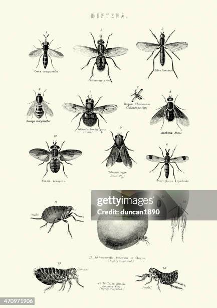 insects - diptera - flies - flea stock illustrations