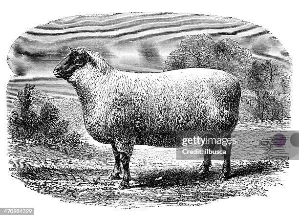 antique illustration of southdown (sheep) - south downs stock illustrations