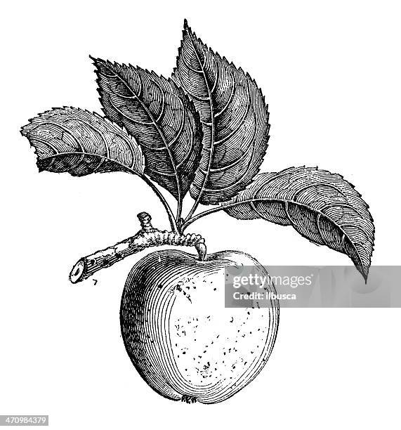stockillustraties, clipart, cartoons en iconen met antique illustration of russet apple - gravure illustratietechniek