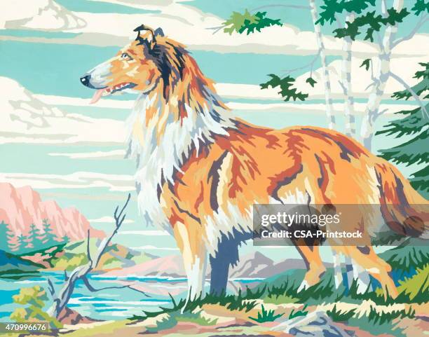 collie - collie stock illustrations