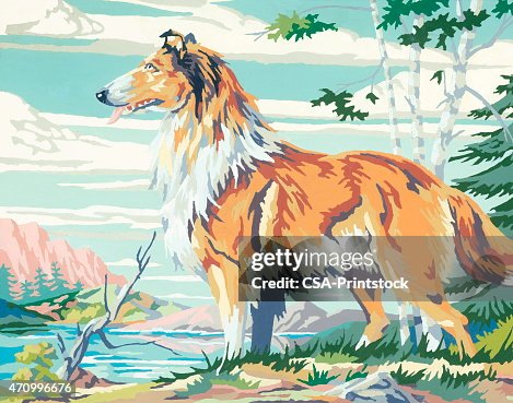 Collie Collie
