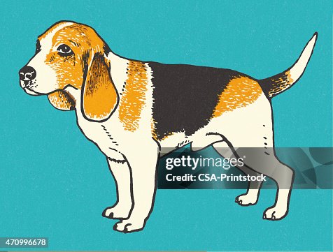 Beagle Beagle