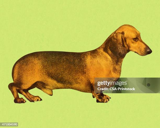 dachshund on green background - hound stock illustrations