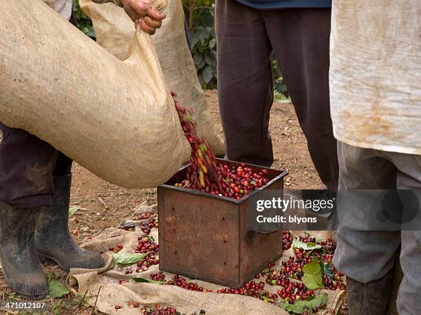 old tin being filled with unprocessed coffee beans - costa rica coffee stock pictures, royalty-free photos & images