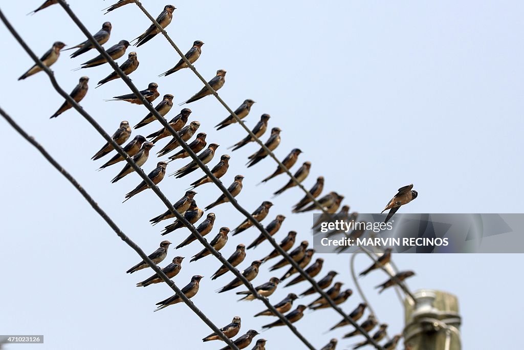 EL SALVADOR-ANIMAL-BIRD-SWALLOWS