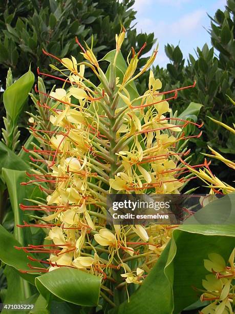 wild ginger - hedychium gardnerianum stock pictures, royalty-free photos & images