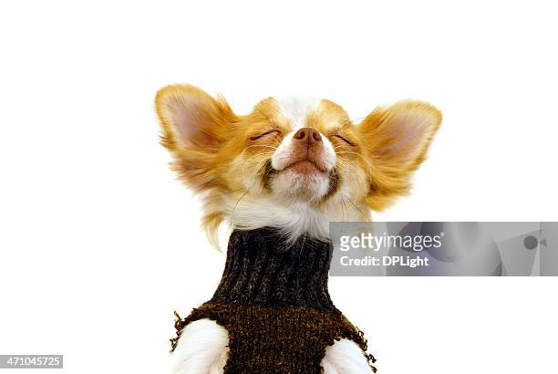 chihuahua showing contentment - excited dog stockfoto's en -beelden