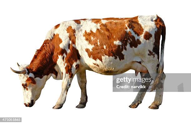 vaca marrom e branco - pastar - fotografias e filmes do acervo
