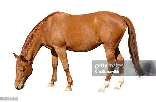 grazing brown horse - kastanjebruin paardenkleur stockfoto's en -beelden