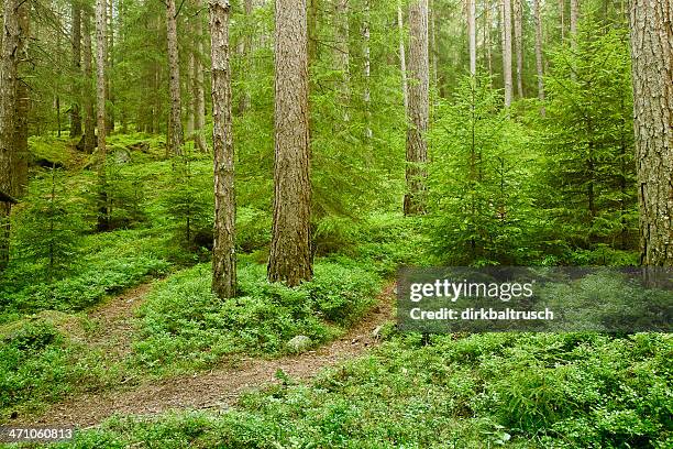 frische coniferous woodland - korktanne stock-fotos und bilder