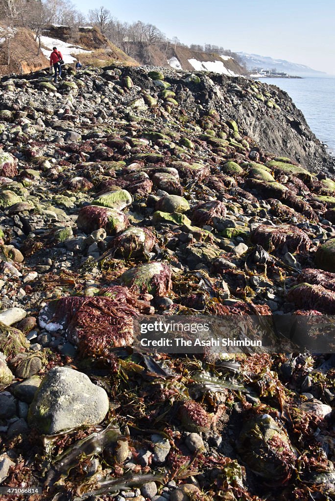 Unexplained Coastline Expansion in Eastern Hokkaido Baffle Locals