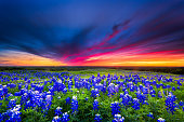 Field of blue flowers on Sugar Ridge Road, Ennis, Texas