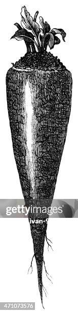 beet root - rutabaga stock illustrations