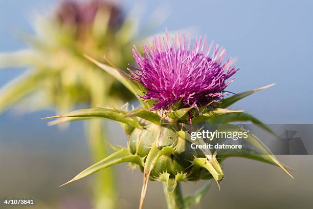 a milk thistle blossom silybum marianum in full bloom - thistle stockfoto's en -beelden