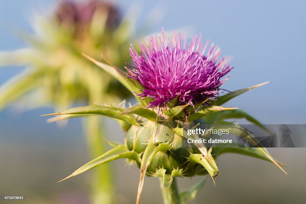 A Milk Thistle blossom Silybum marianum in full bloom