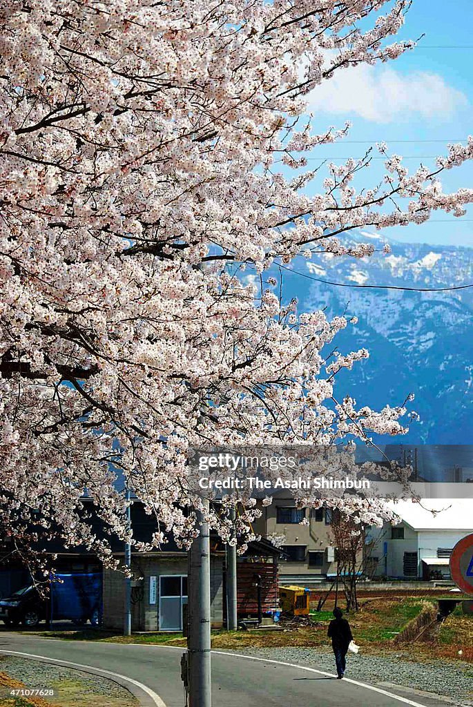 Cherry Blossoms In Bloom In Japan