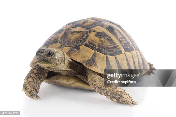 small turtle isolated on white surface - schildpad stockfoto's en -beelden