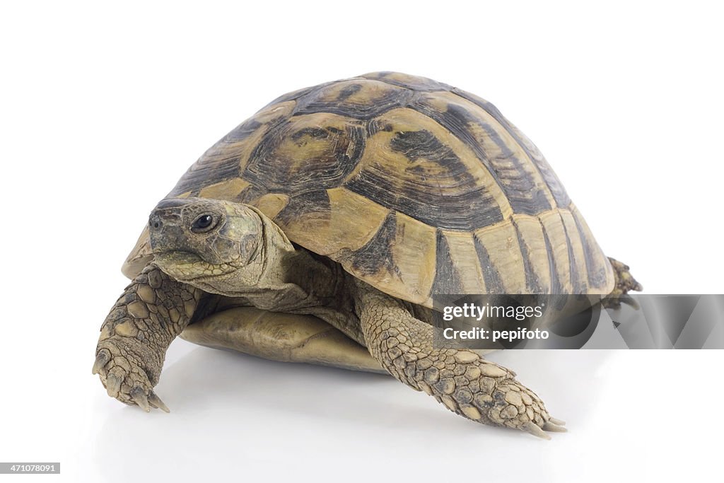 Small turtle isolated on white surface
