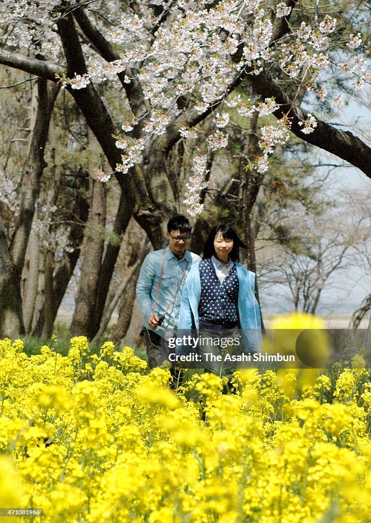 Cherry Blossoms In Bloom In Japan